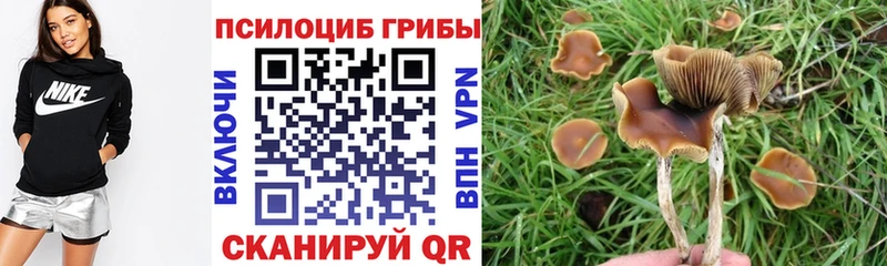 Купить где  Ивангород  Псилоцибиновые грибы мицелий 